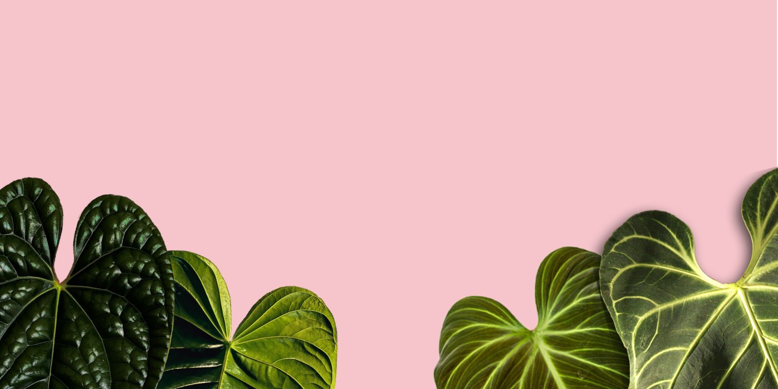 Rare Aroids - Downtown Plant Club