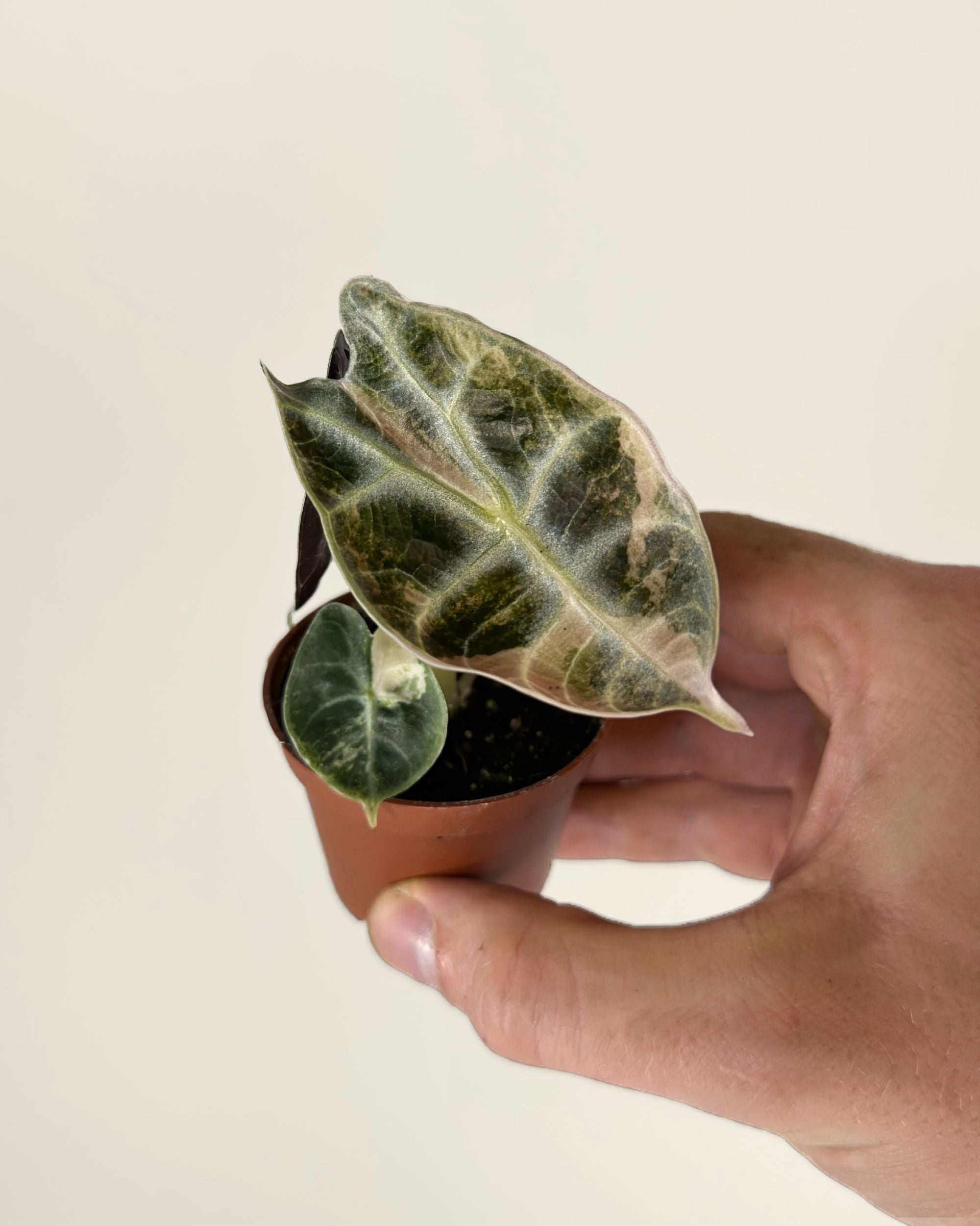 Alocasia Watsoniana Type Glossy Variegata