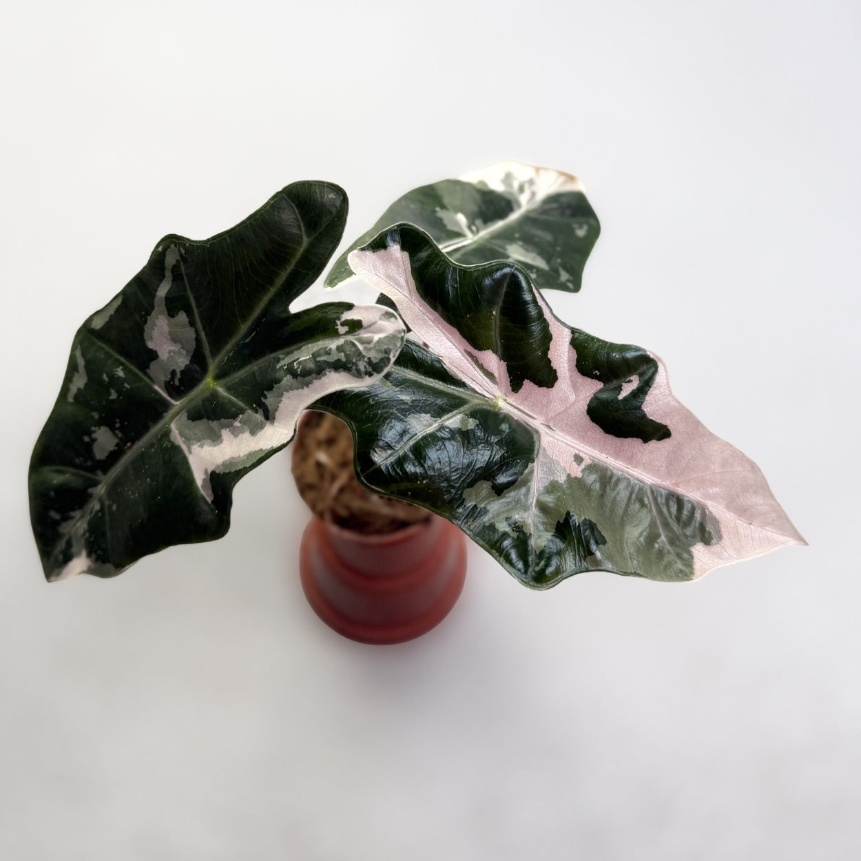 Alocasia Pseudo Sanderiana Pink Variegata