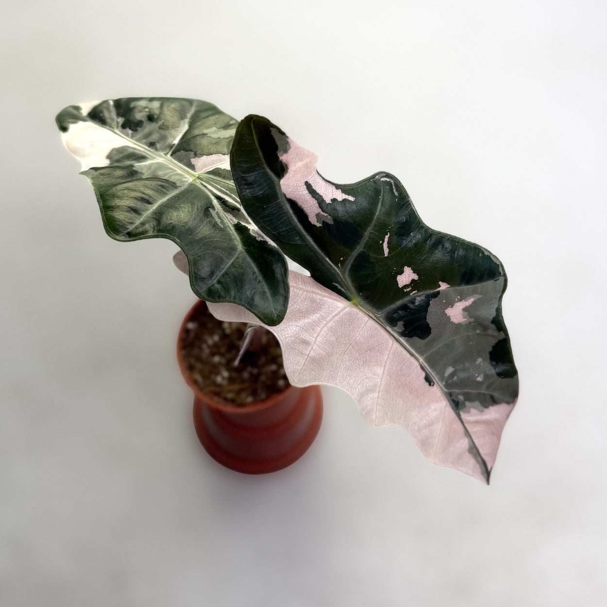 Alocasia Pseudo Sanderiana Pink Variegata