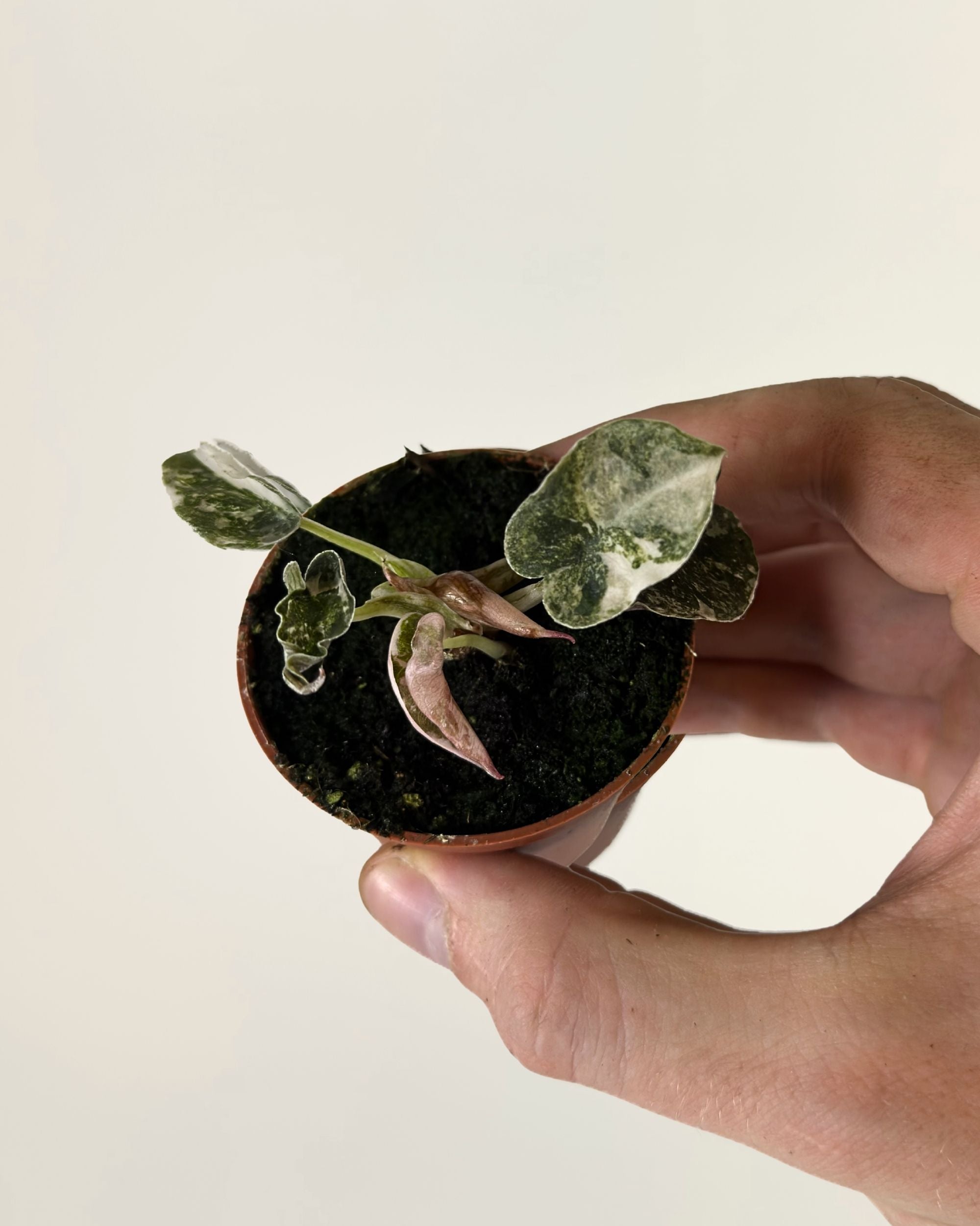 Alocasia Cuprea Pink Albo