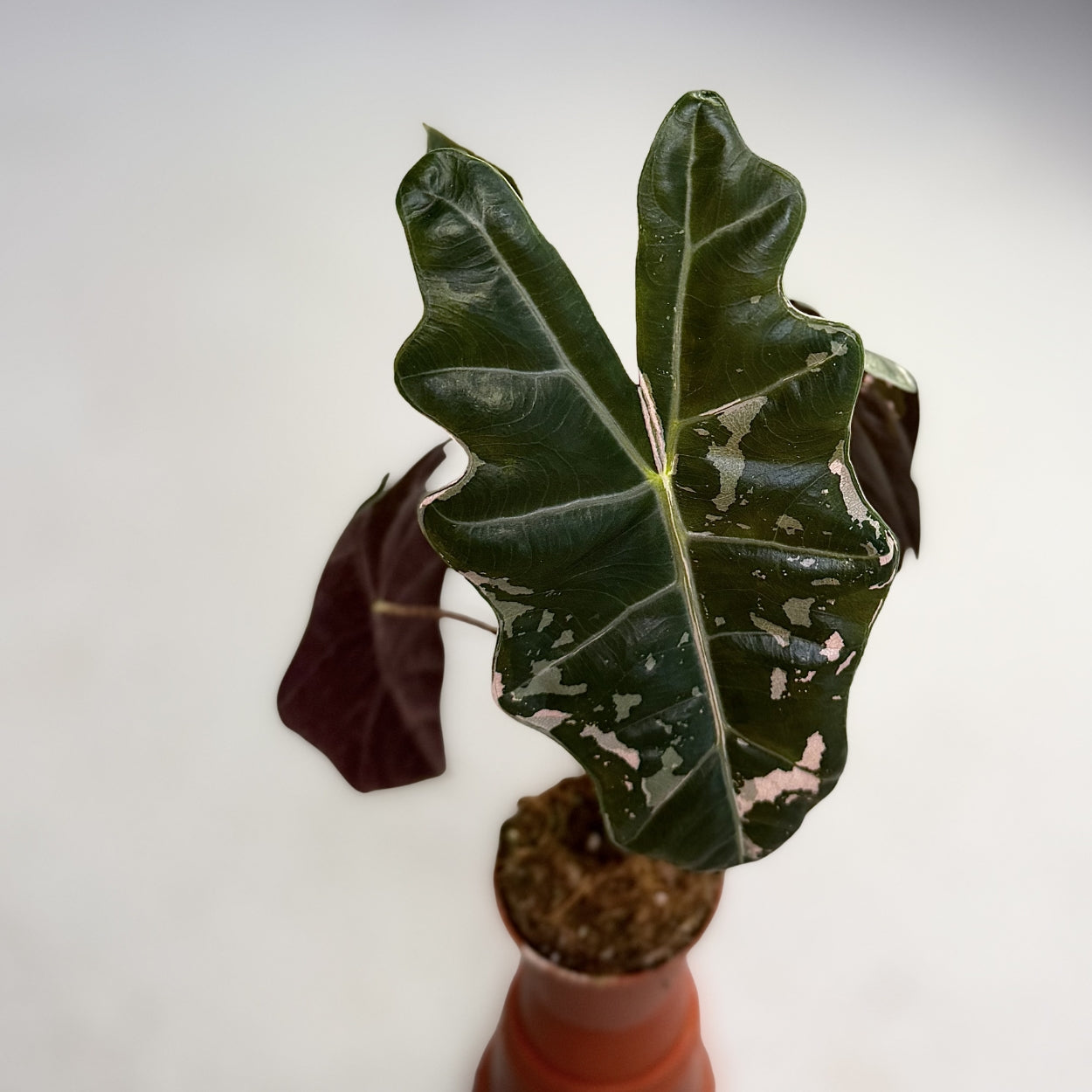 Alocasia Pseudo Sanderiana Pink Variegata