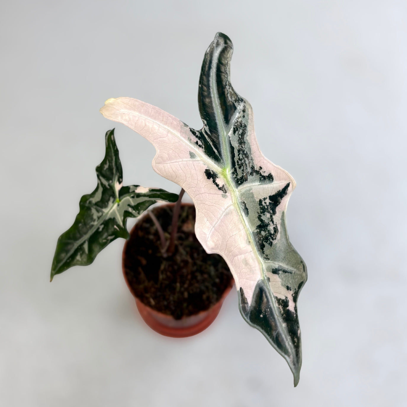 Alocasia Nobilis Pink Variegata