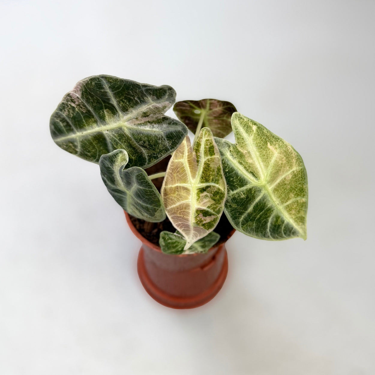 Alocasia Watsoniana Type Glossy Variegata