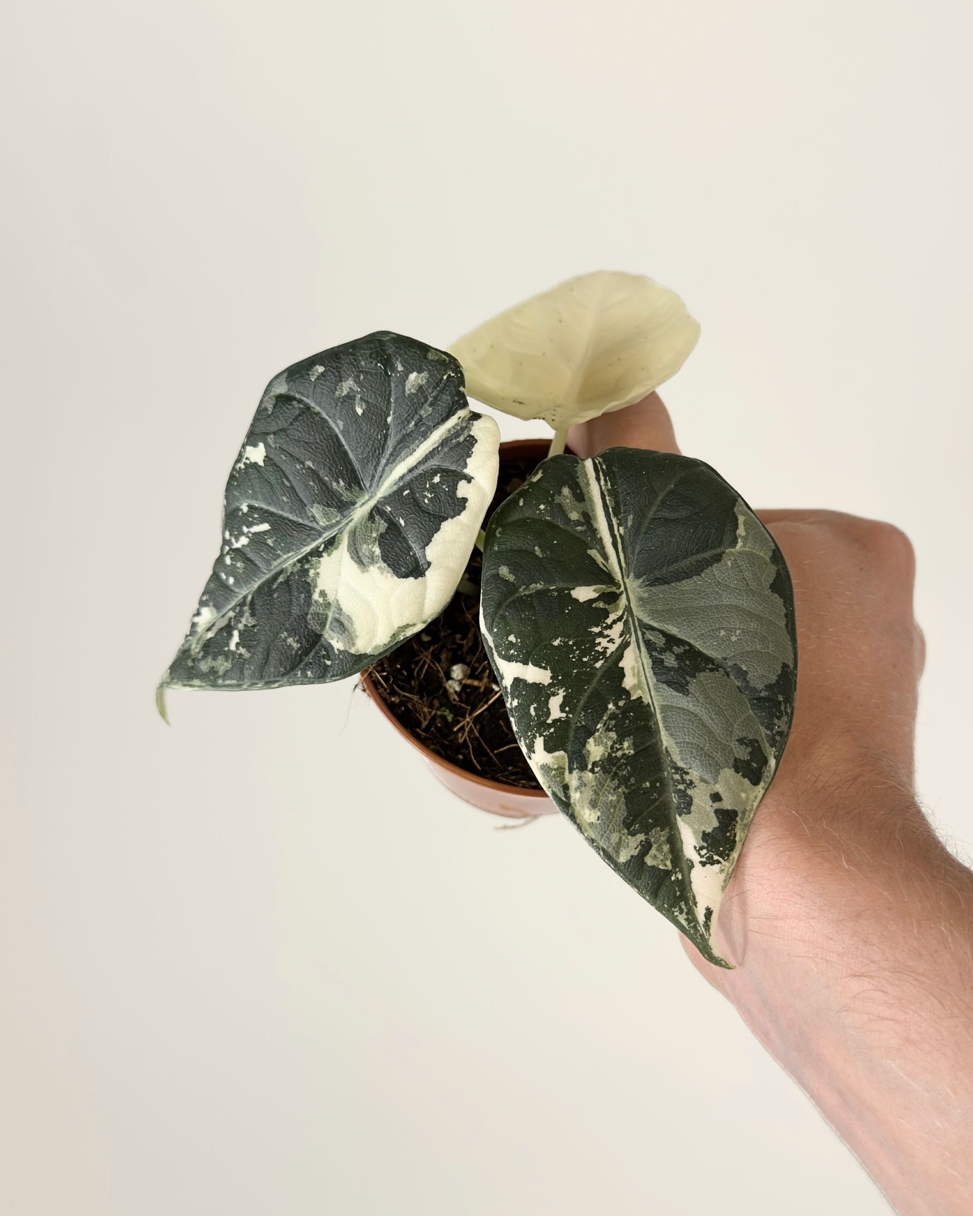Alocasia Maharani Albo
