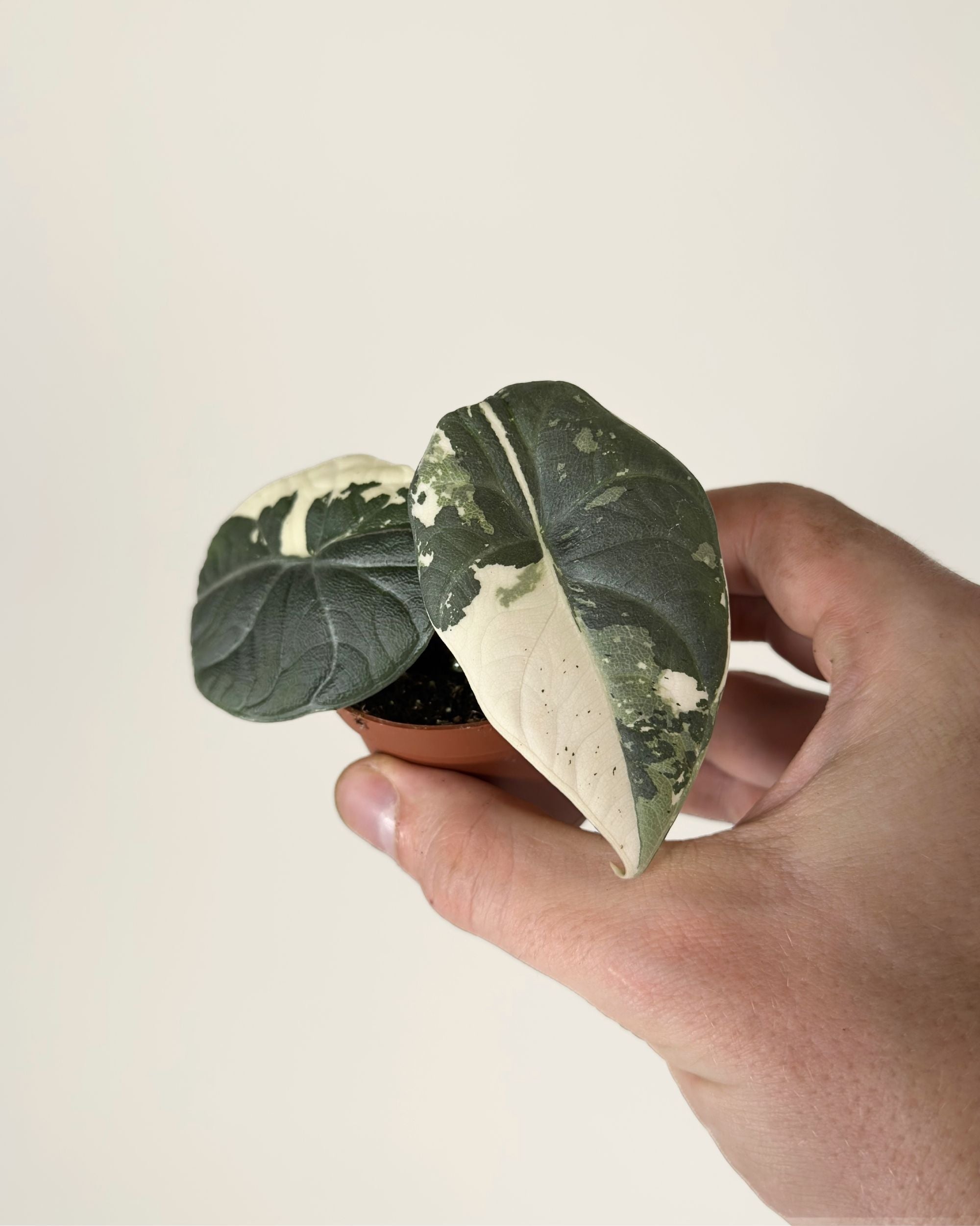 Alocasia Maharani Albo