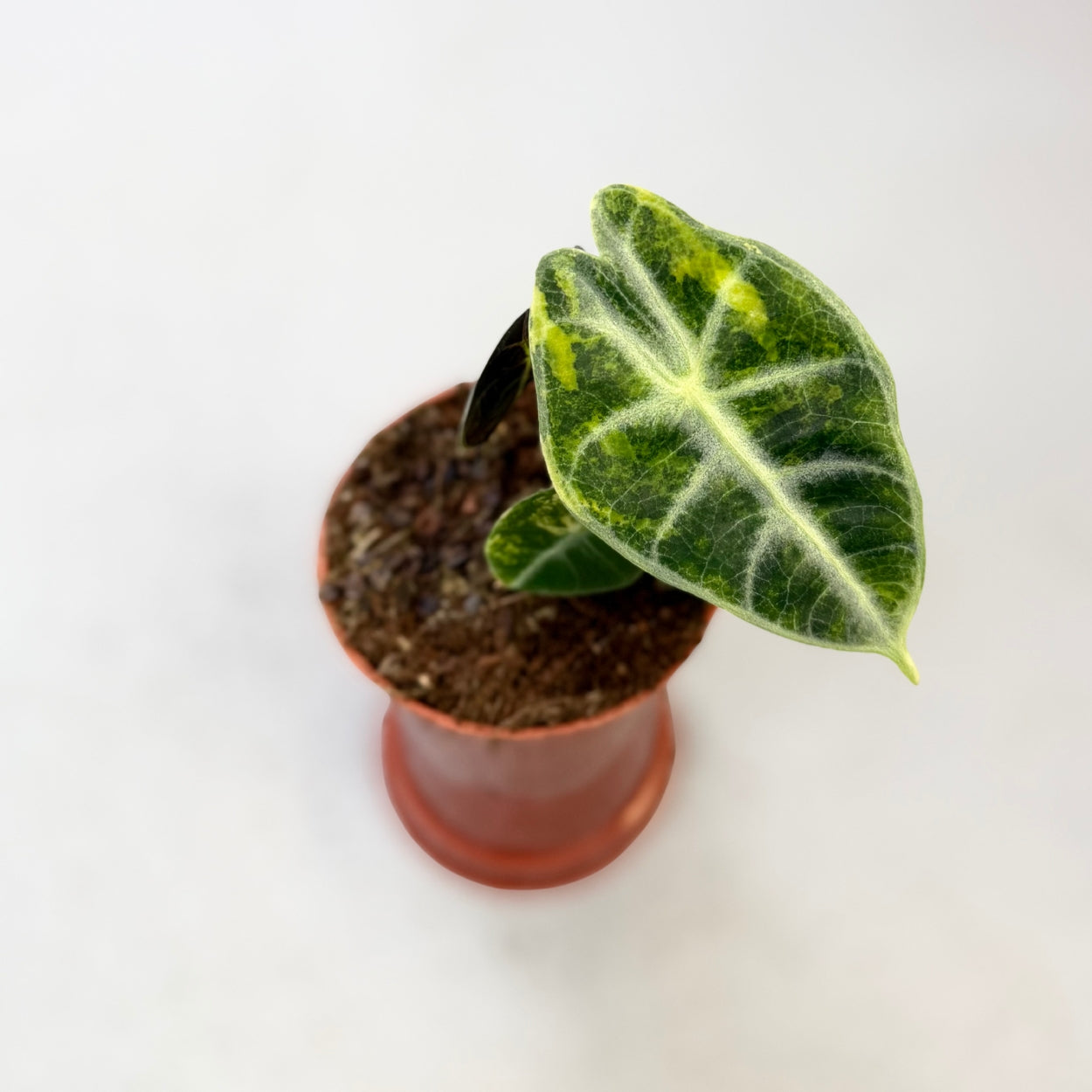 Alocasia Watsoniana Type Glossy Variegata - Downtown Plant Club