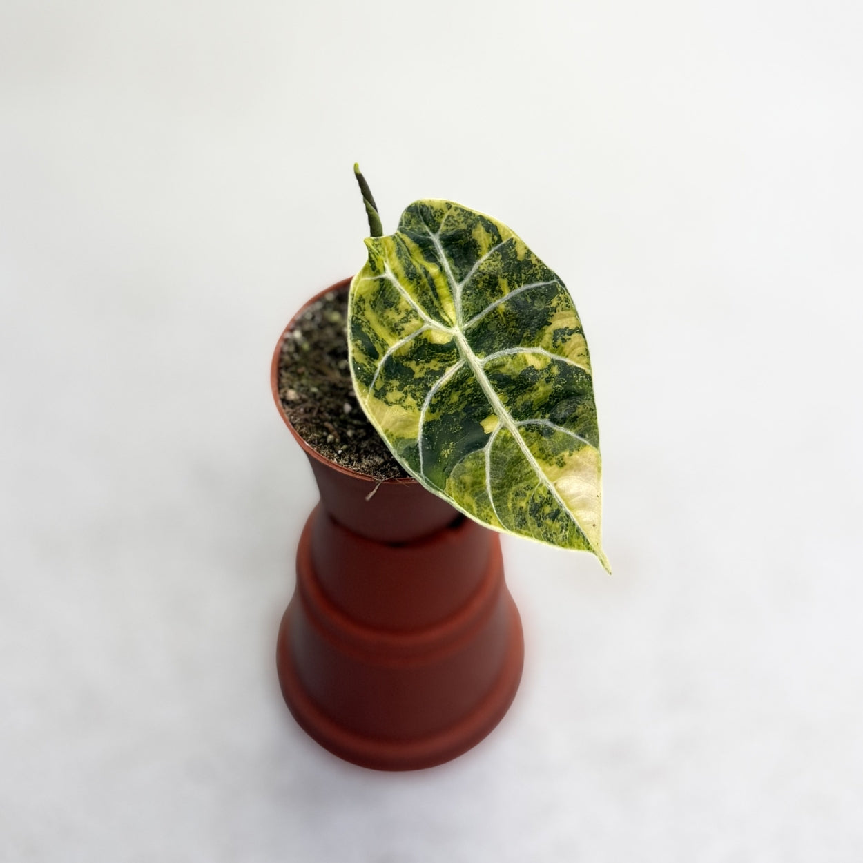 Alocasia Watsoniana Doff Aurea Variegata