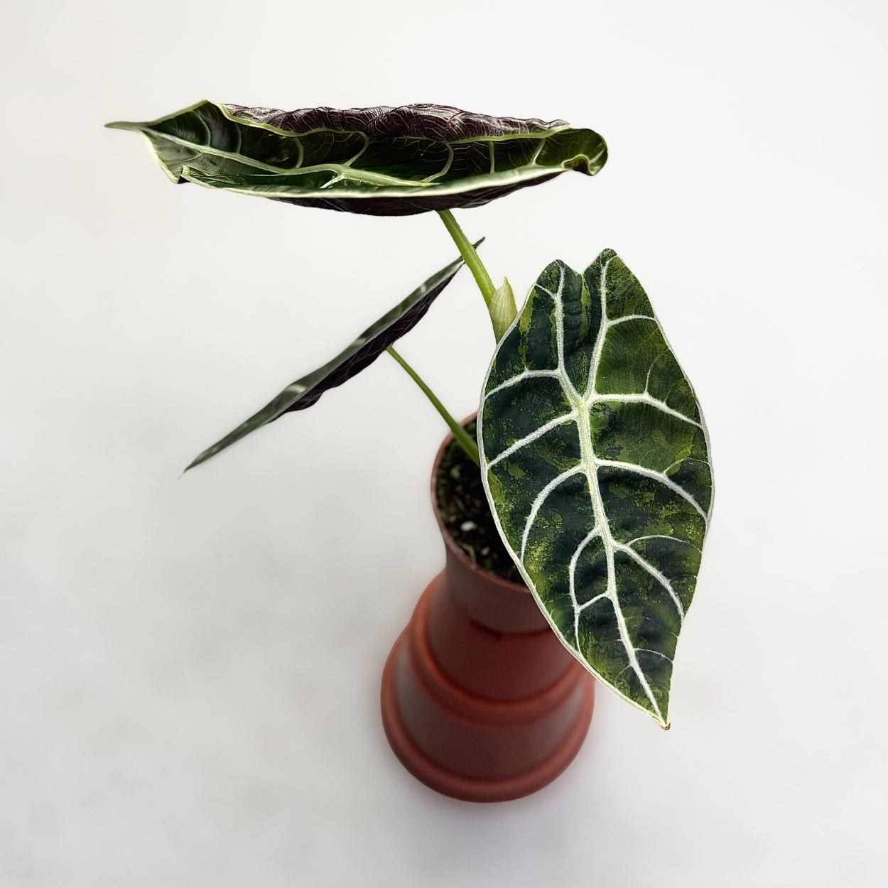 Alocasia Watsoniana Doff Aurea Variegata