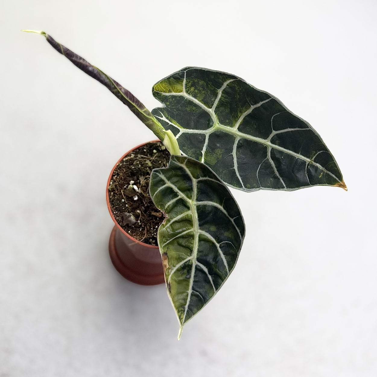 Alocasia Watsoniana Doff Aurea Variegata