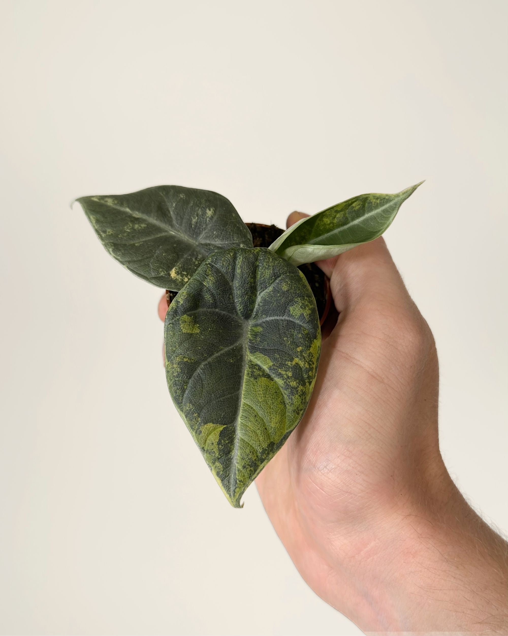 Alocasia Maharani Lemon Lime