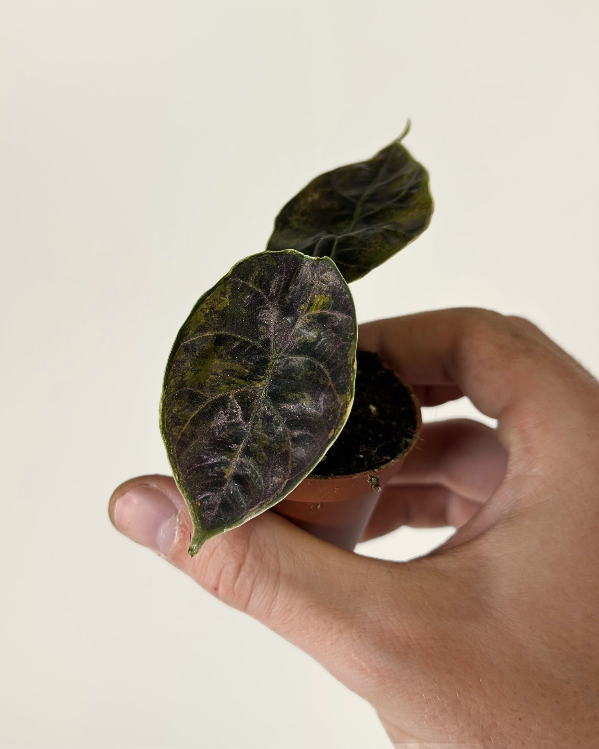 Alocasia Azlanii Aurea