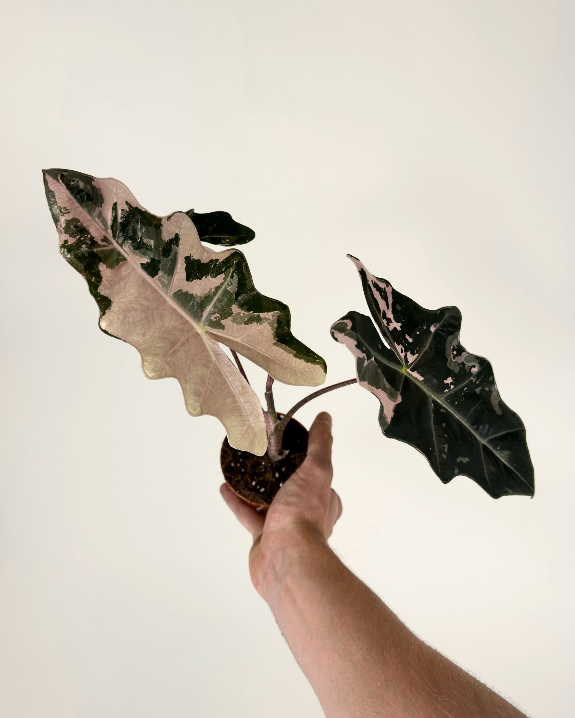 Alocasia Pseudo Sanderiana Pink
