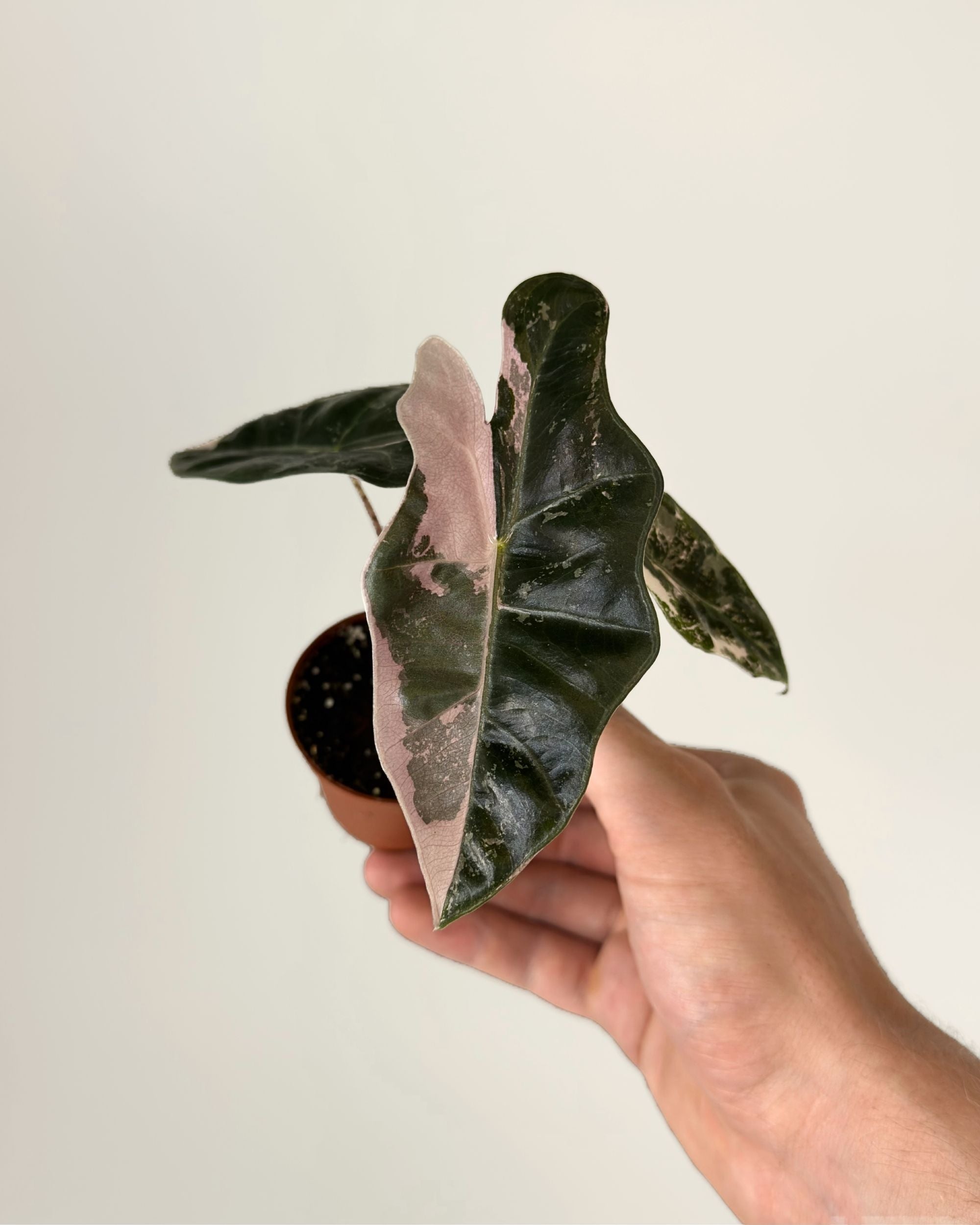 Alocasia Pseudo Sanderiana Pink