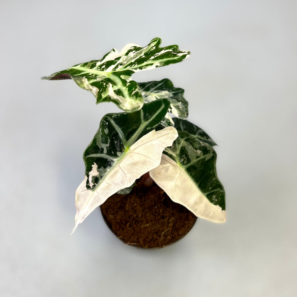 Alocasia Amazonica Pink Variegata - Downtown Plant Club