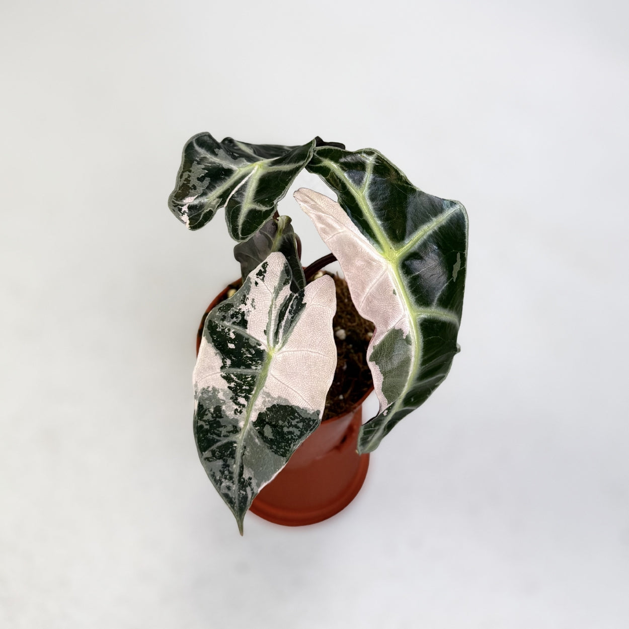 Alocasia Amazonica Pink Variegata by Downtown Plant Club