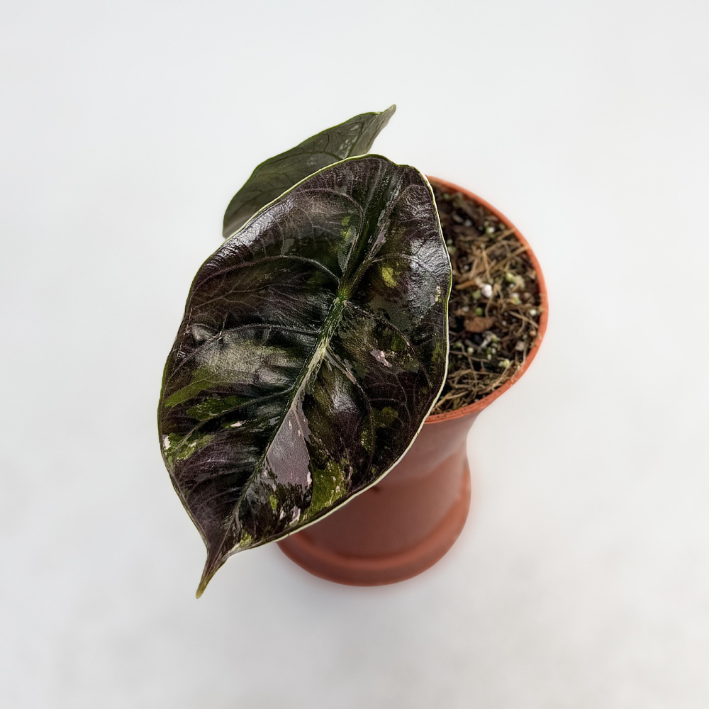 Alocasia Azlanii Albo Variegata - Downtown Plant Club