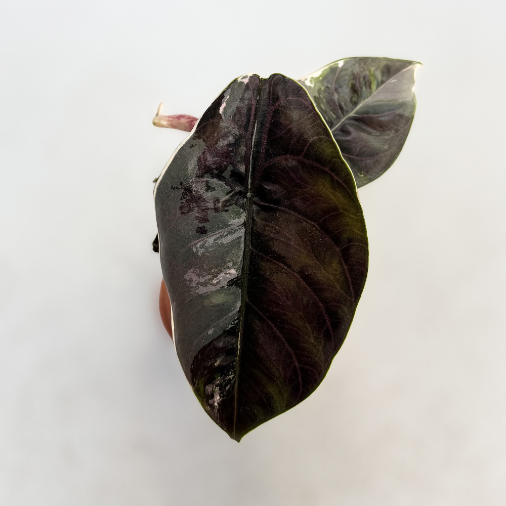 Alocasia Azlanii Albo Variegata - Downtown Plant Club
