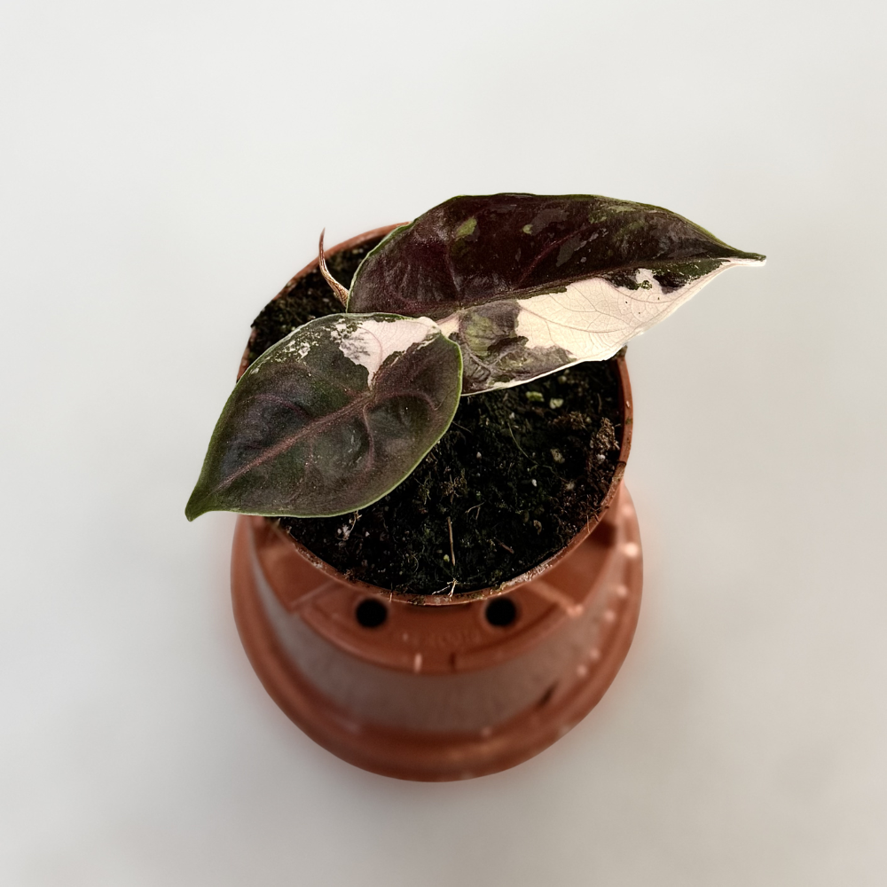 Alocasia Azlanii Albo Variegata - Downtown Plant Club