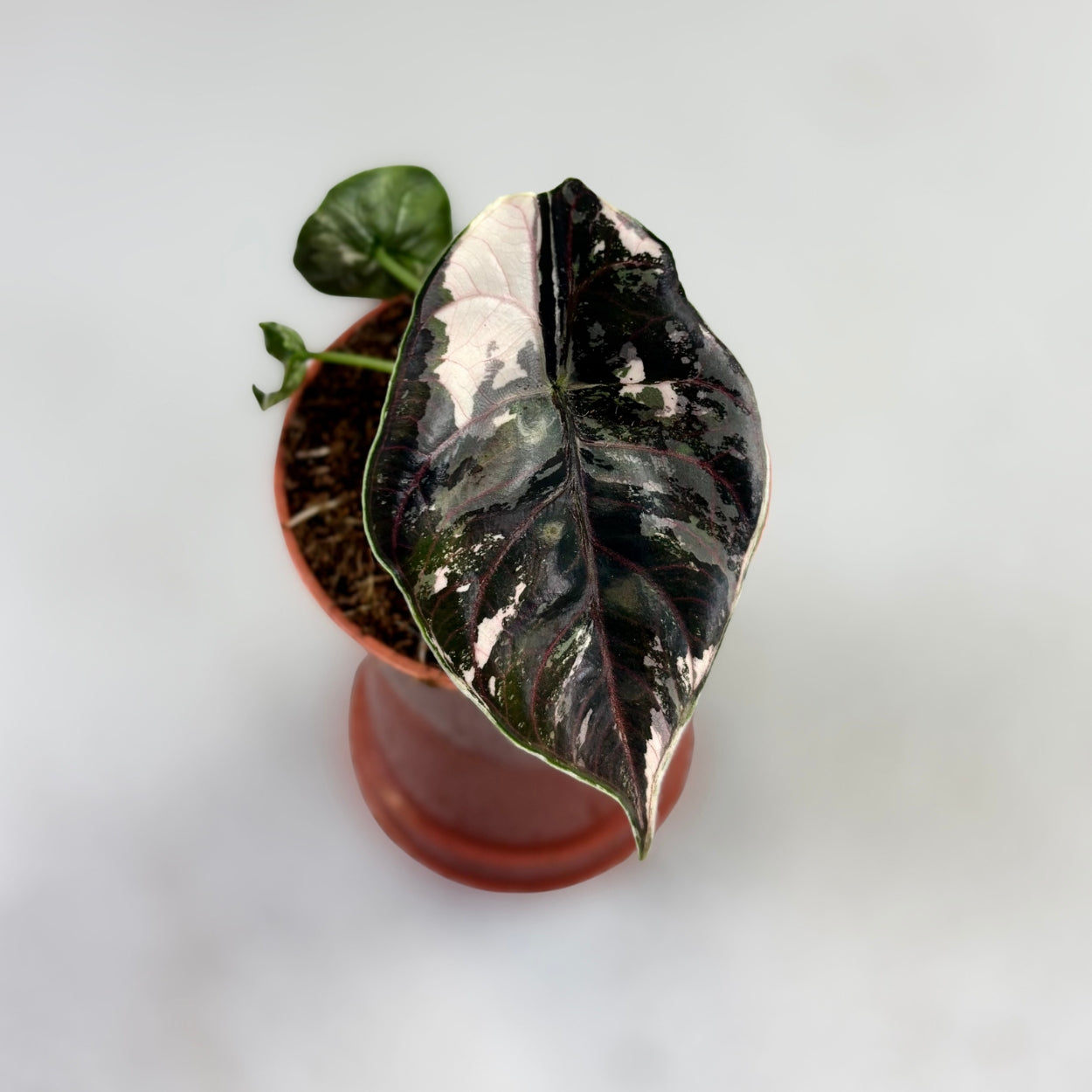 Alocasia Azlanii Albo Variegata by Downtown Plant Club