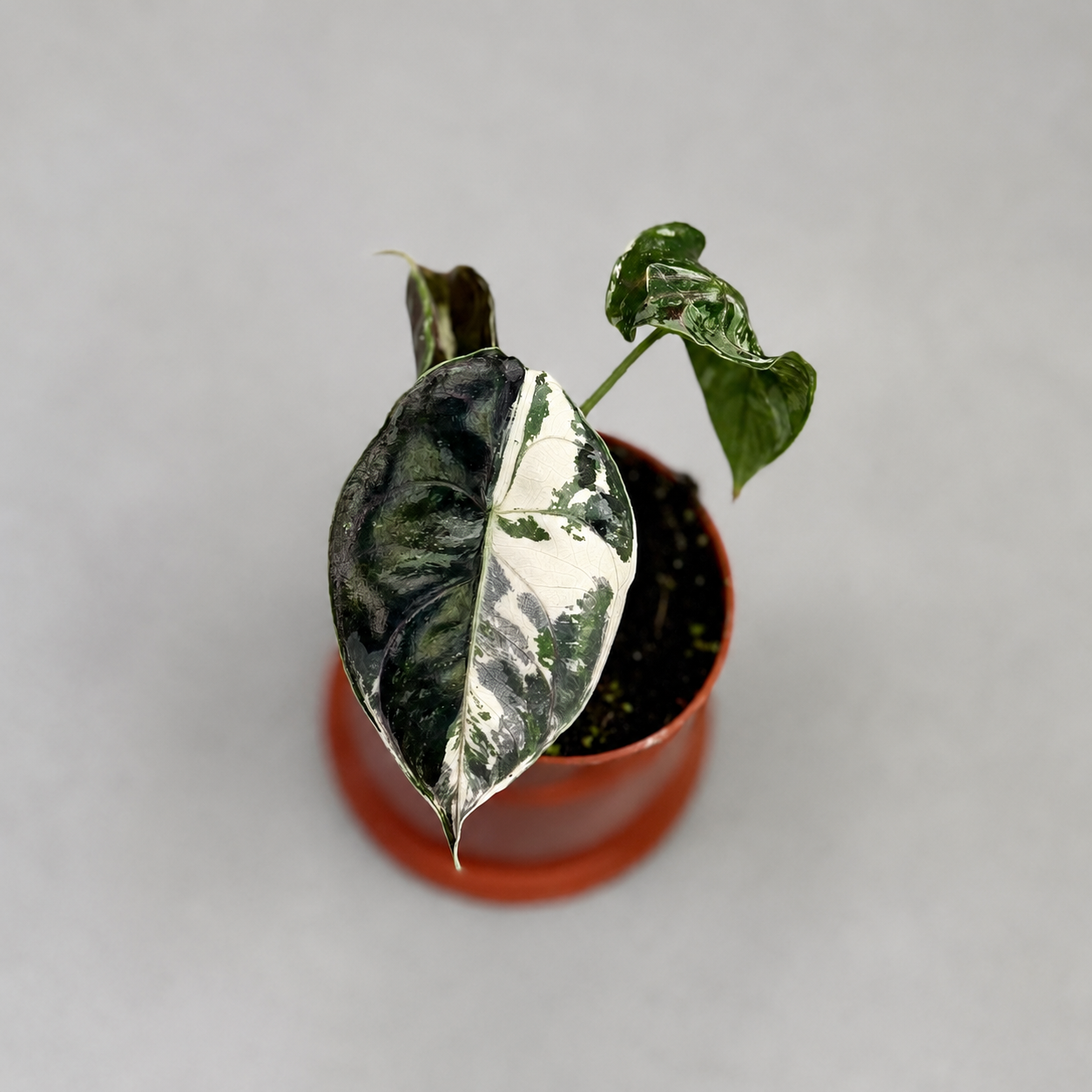 Alocasia Azlanii Albo Variegata by Downtown Plant Club