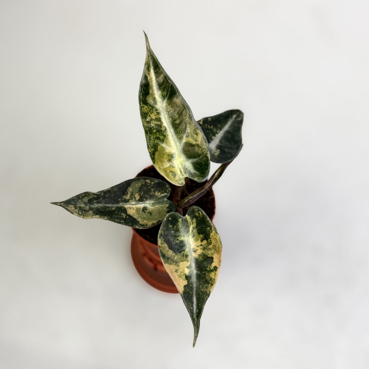 Alocasia Bambino Aurea Variegata by Downtown Plant Club