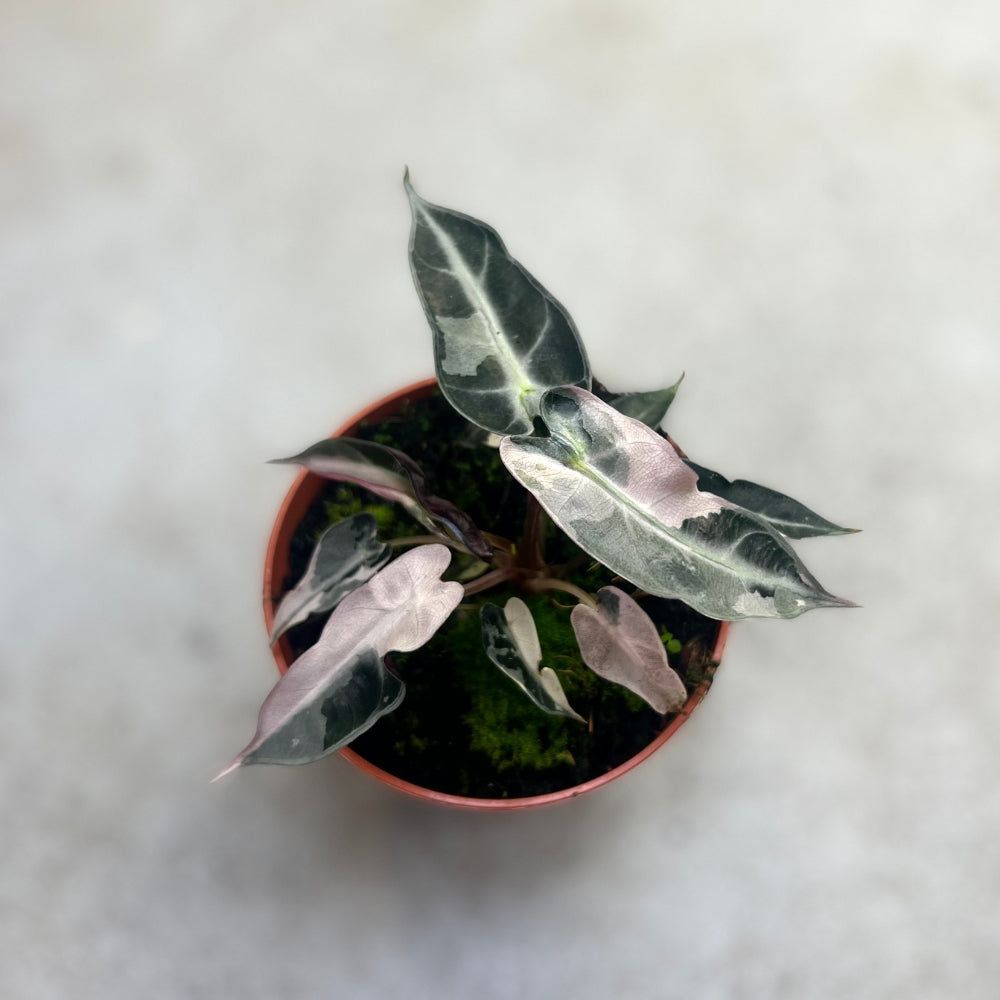 Alocasia Bambino Pink Variegata - Downtown Plant Club
