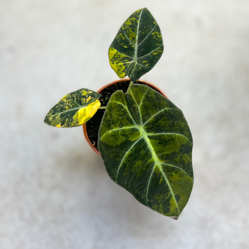 Alocasia Black Velvet Aurea - Downtown Plant Club