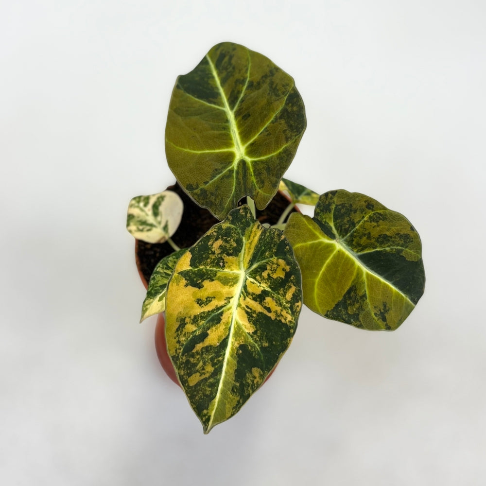 Alocasia Black Velvet Aurea Variegata