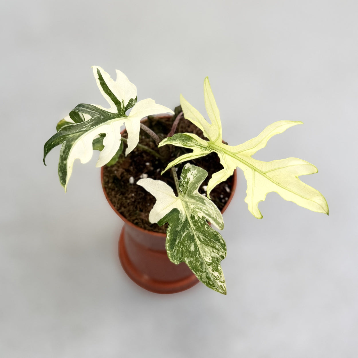 Alocasia Brancifolia Albo Variegata by Downtown Plant Club