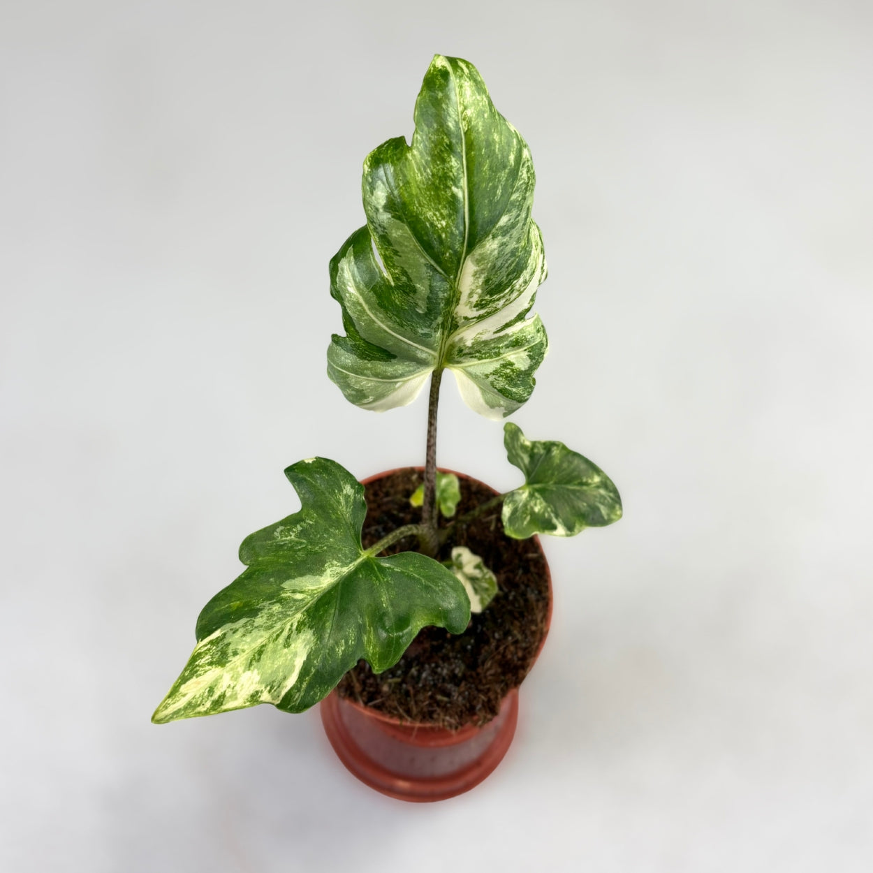 Alocasia Brancifolia Albo Variegata by Downtown Plant Club