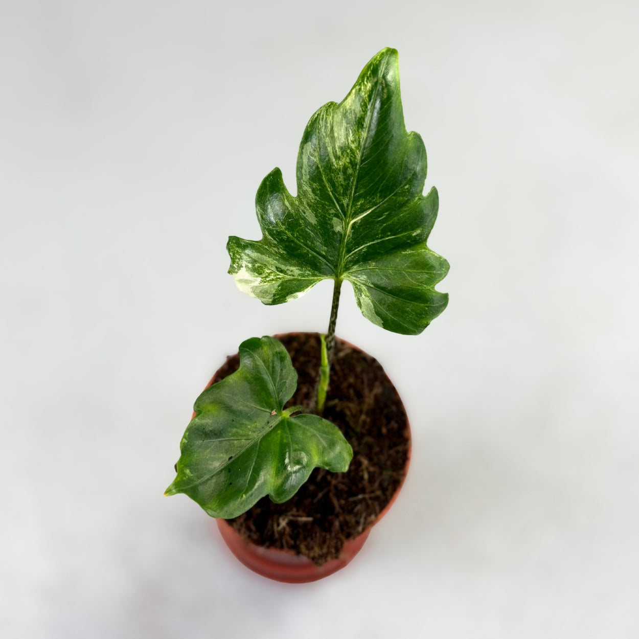 Alocasia Brancifolia Albo Variegata by Downtown Plant Club