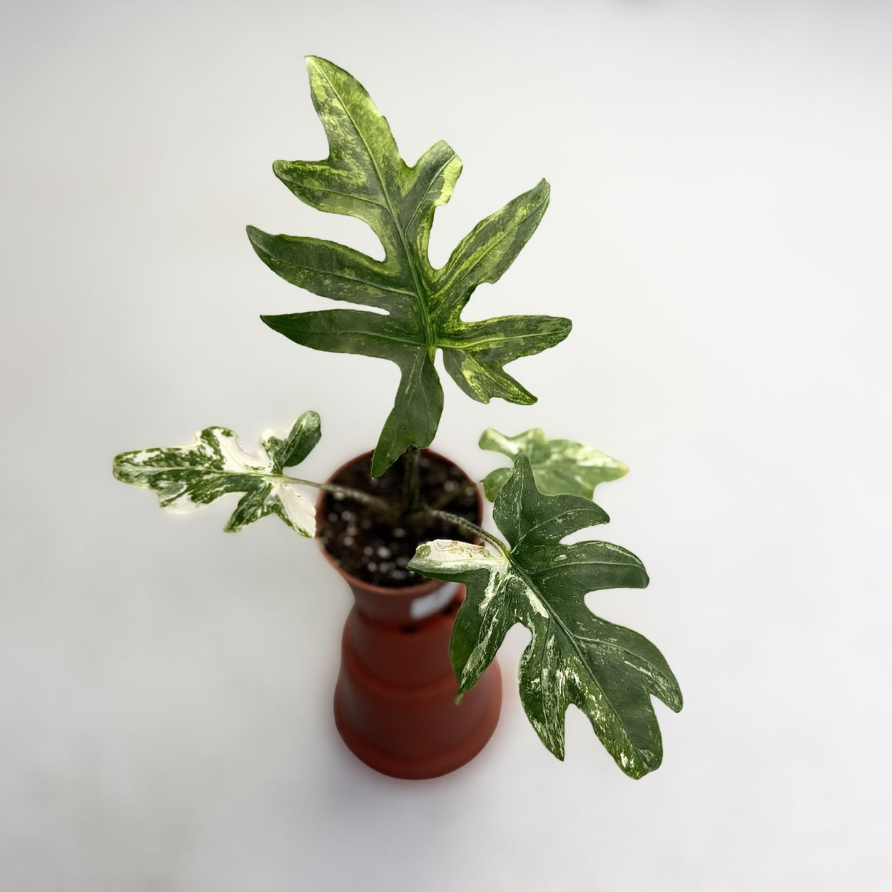Alocasia Brancifolia Albo Variegata by Downtown Plant Club