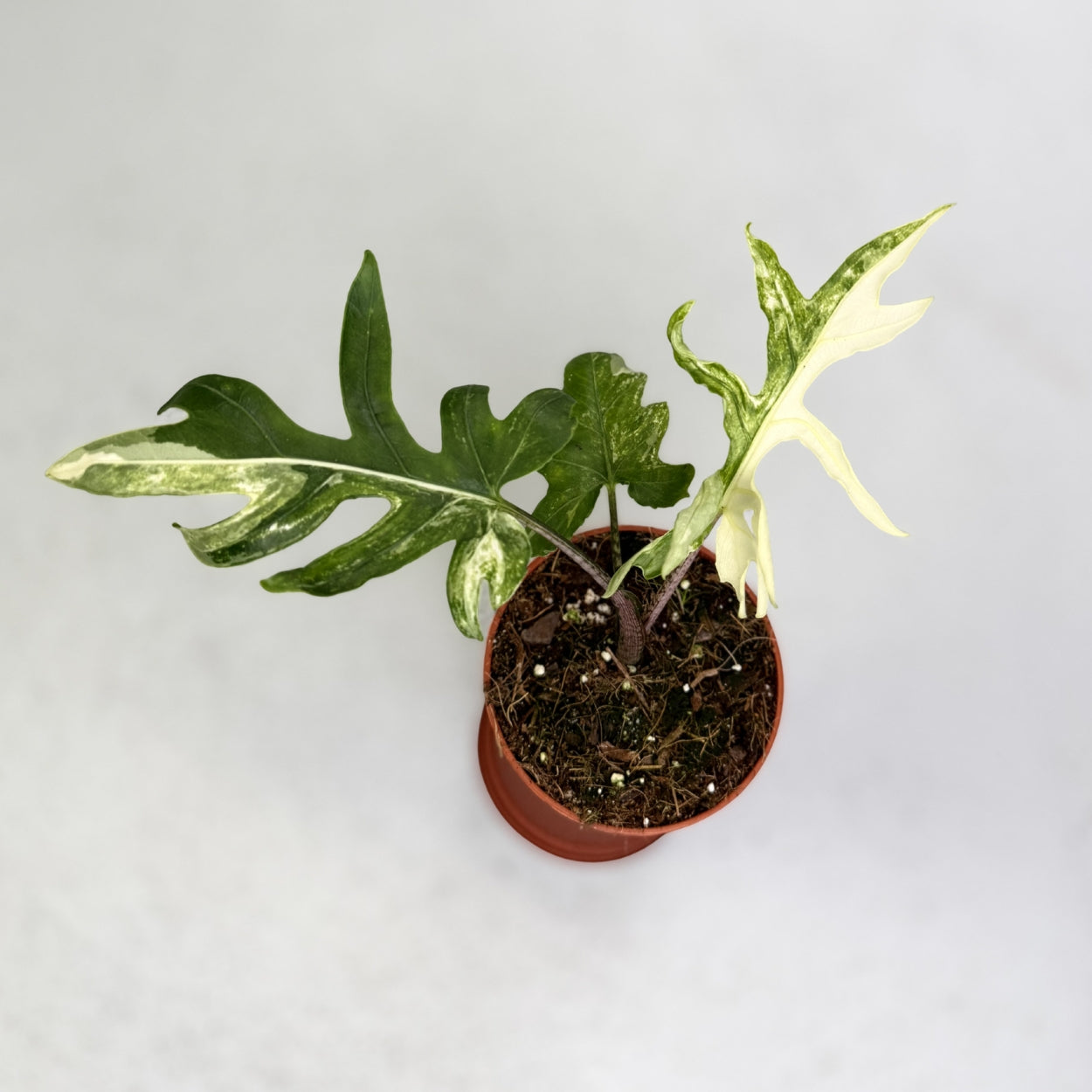 Alocasia Brancifolia Albo Variegata by Downtown Plant Club