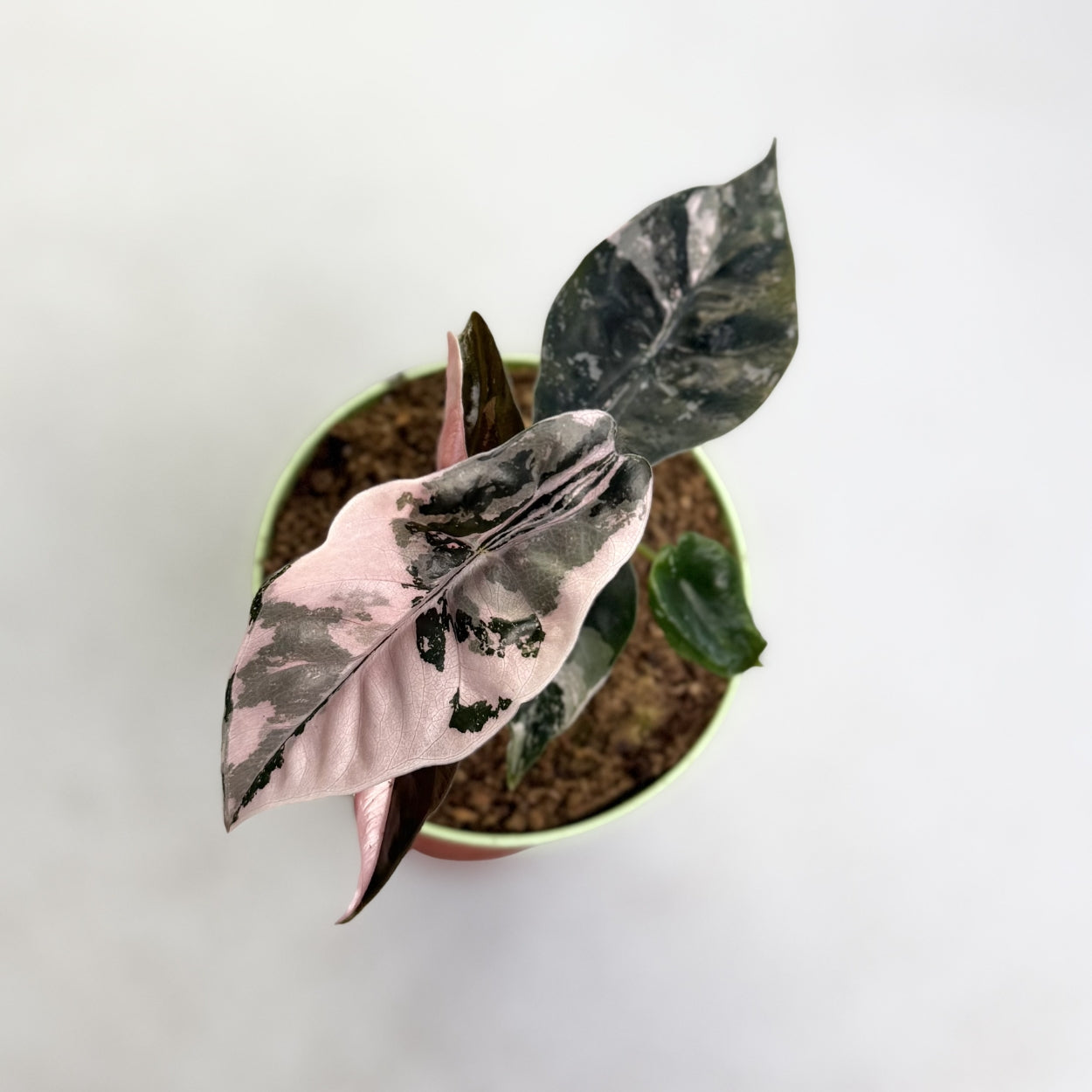 Alocasia Chantrieri Pink Variegata by Downtown Plant Club