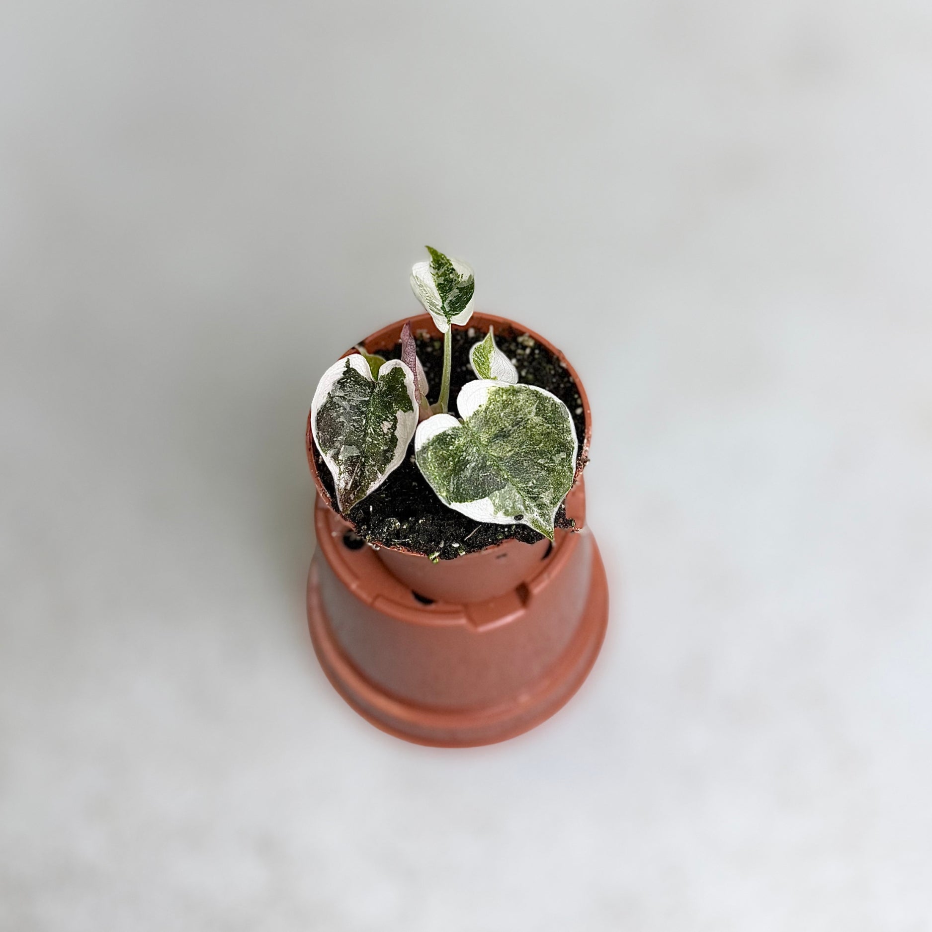 Alocasia Cuprea Pink Albo Variegata