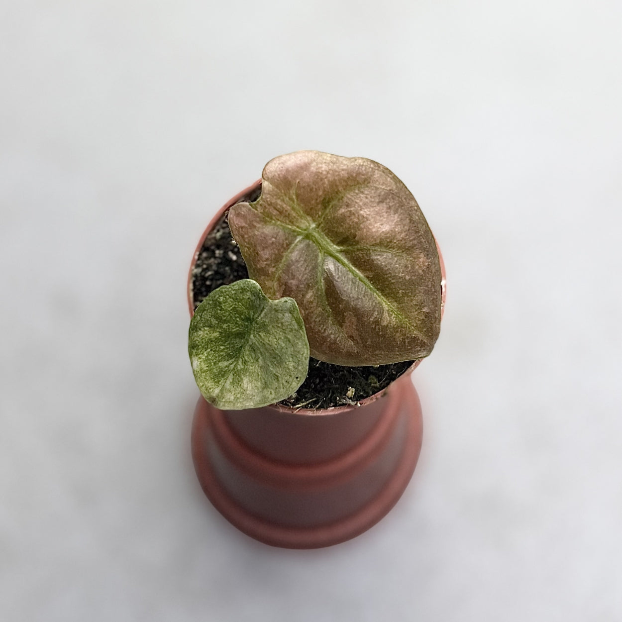 Alocasia Cuprea Pink Mint by Downtown Plant Club