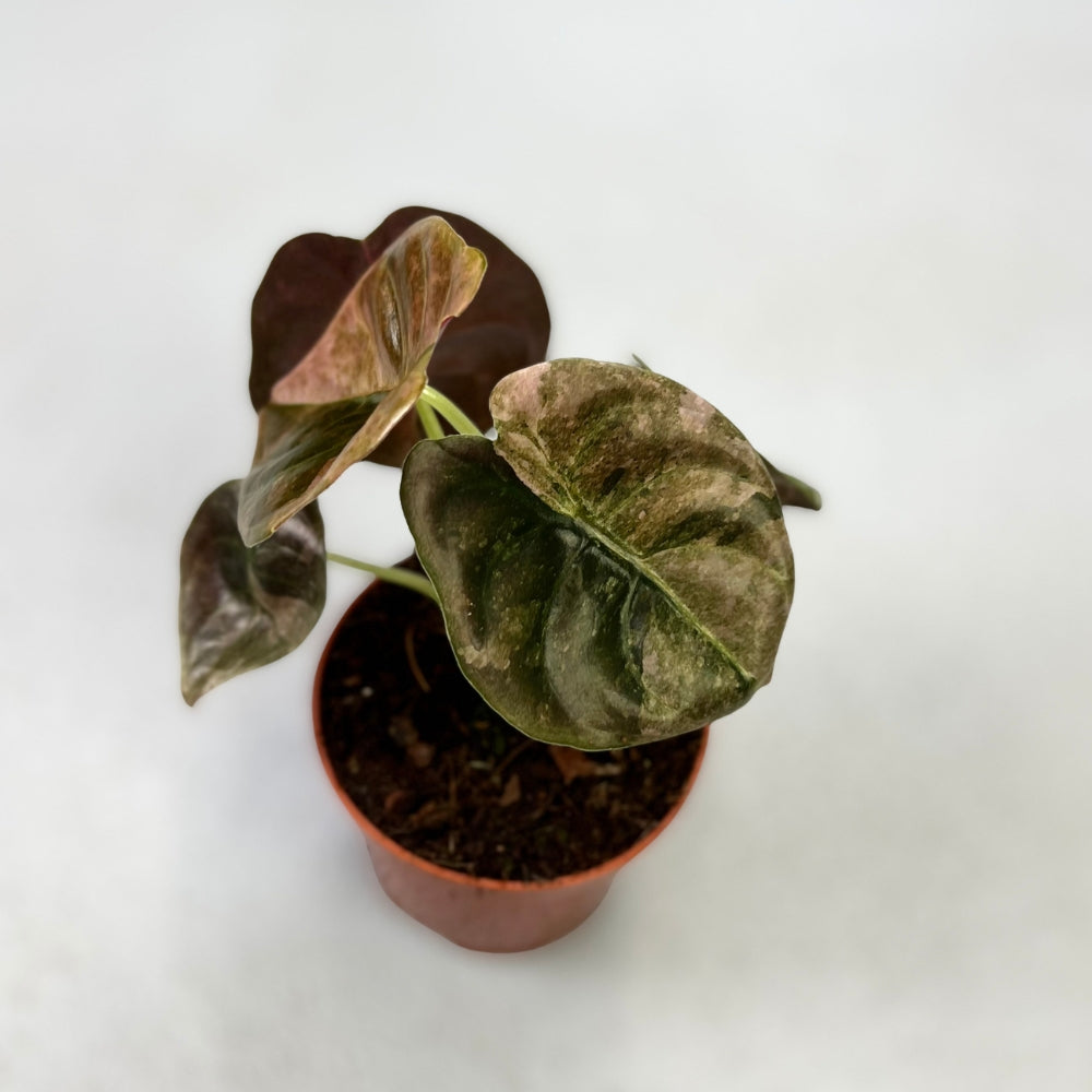 Alocasia Cuprea Pink Variegata - Downtown Plant Club