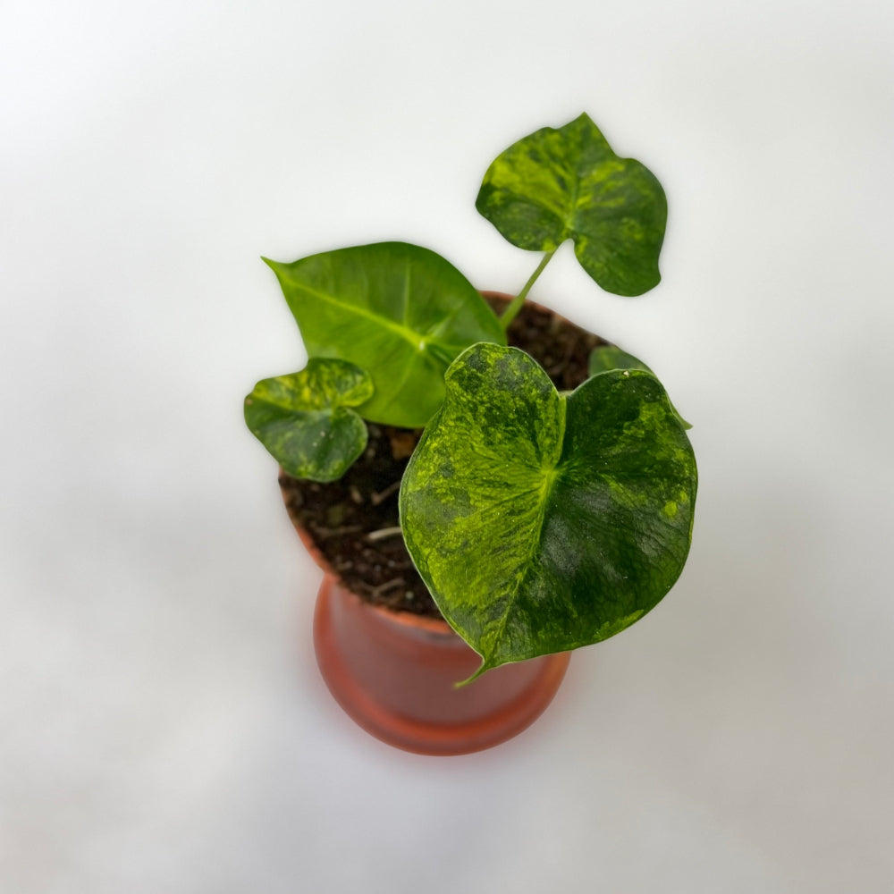 Alocasia Frydek Aurea Variegata - Downtown Plant Club
