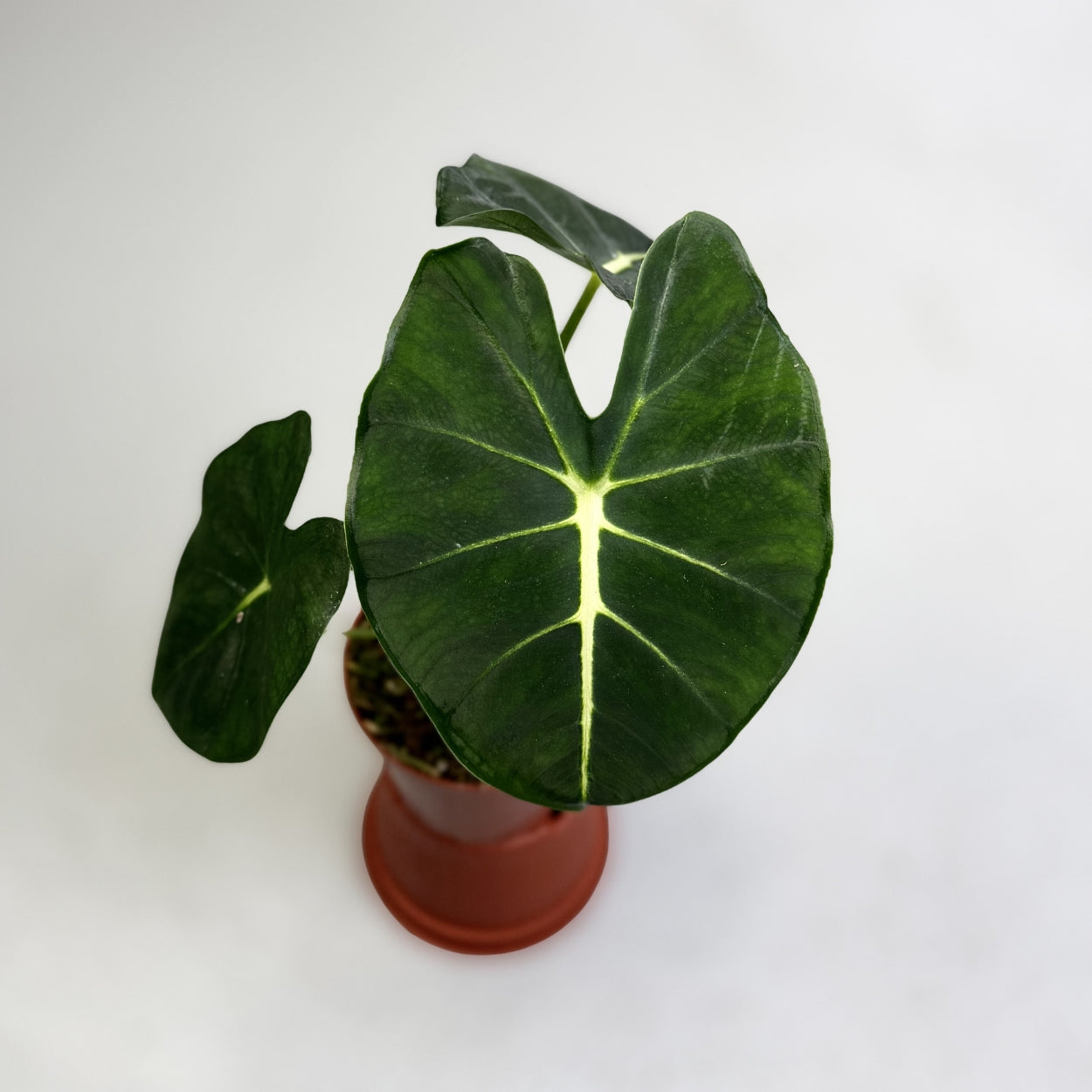 Alocasia Frydek Dorayaki or London's Eye by Downtown Plant Club