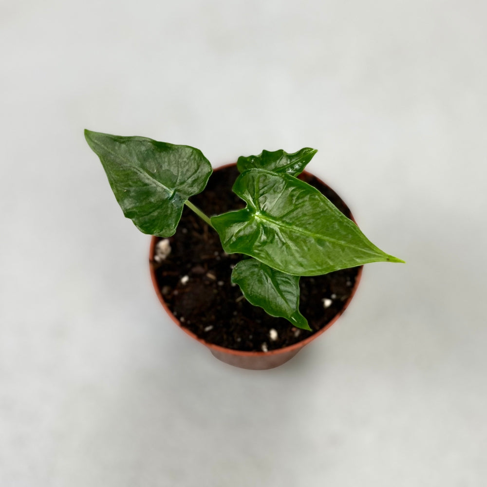 Alocasia Frydek Tattoo - Downtown Plant Club