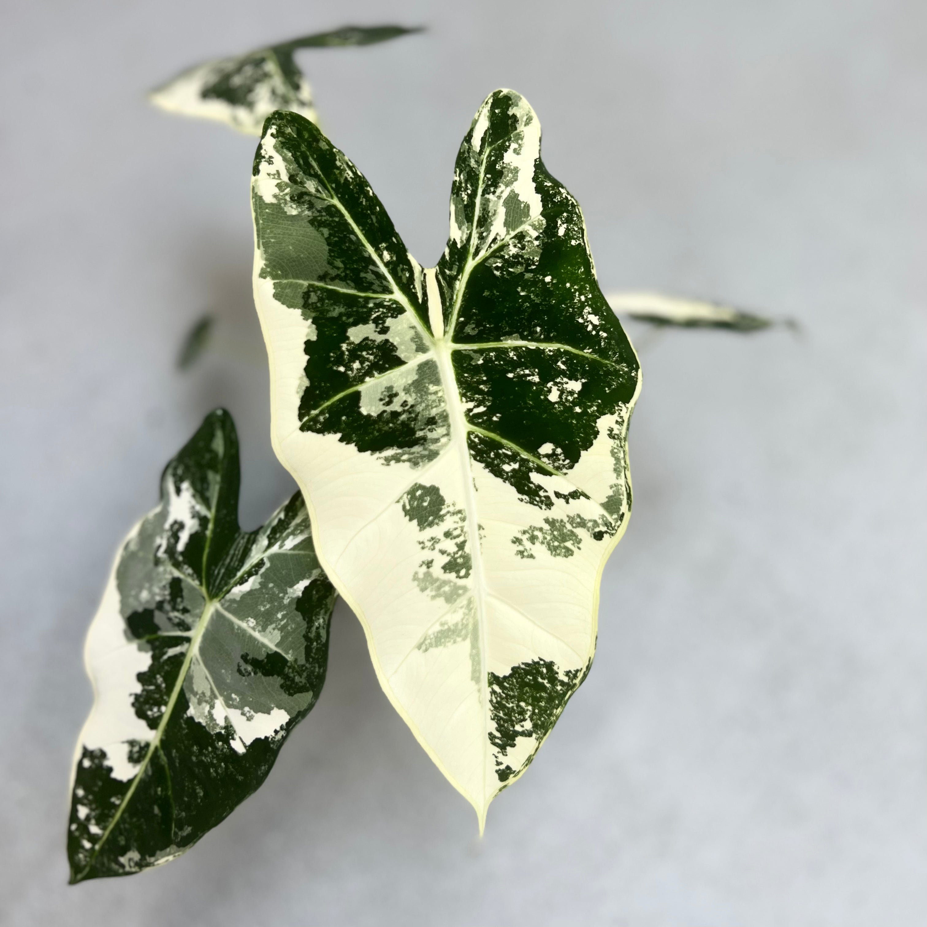 Alocasia Frydek Variegata - Downtown Plant Club