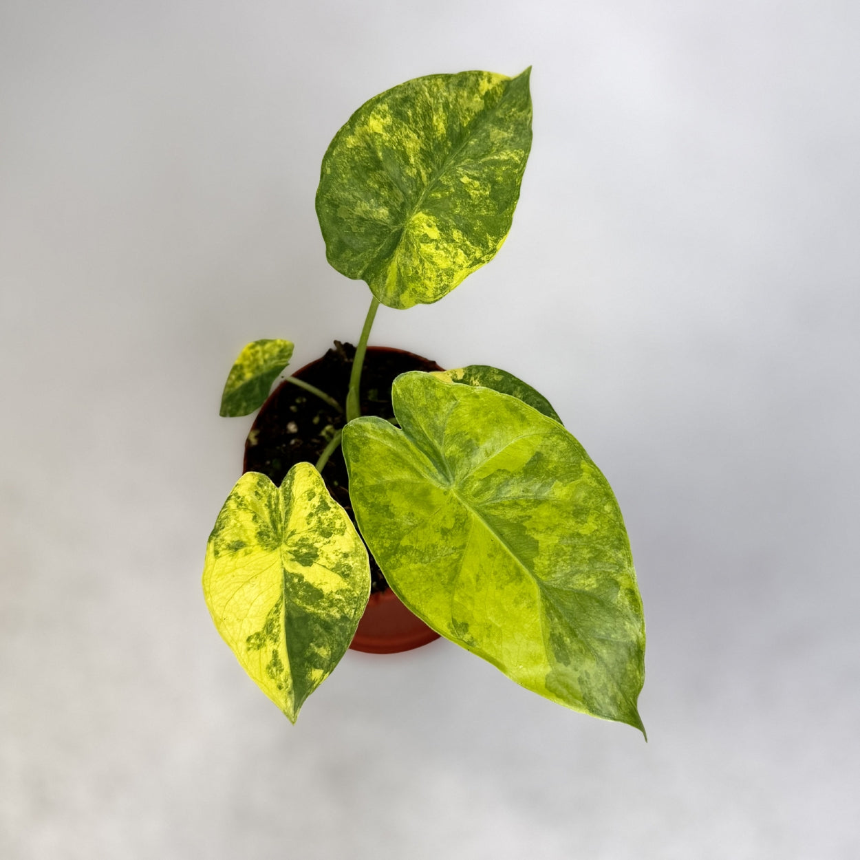 Alocasia Gageana Aurea Variegata by Downtown Plant Club