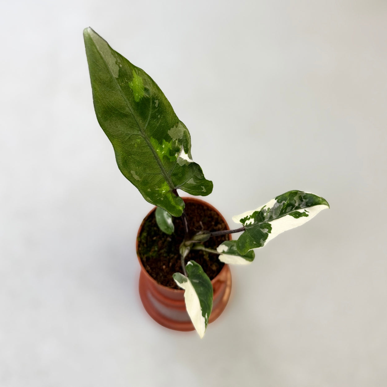 Alocasia Lauterbachiana Albo Variegata