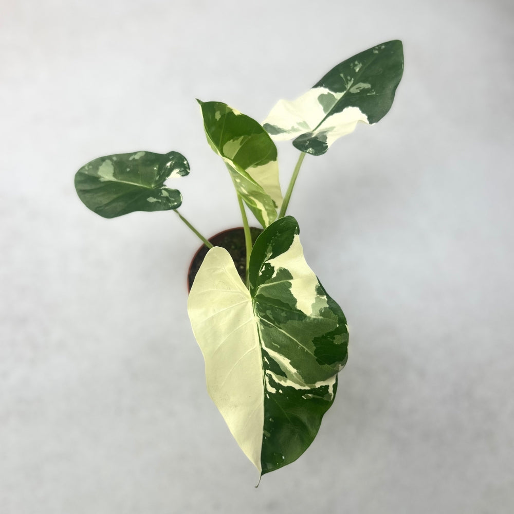 Alocasia Macrorrhiza Albo Variegata - Downtown Plant Club