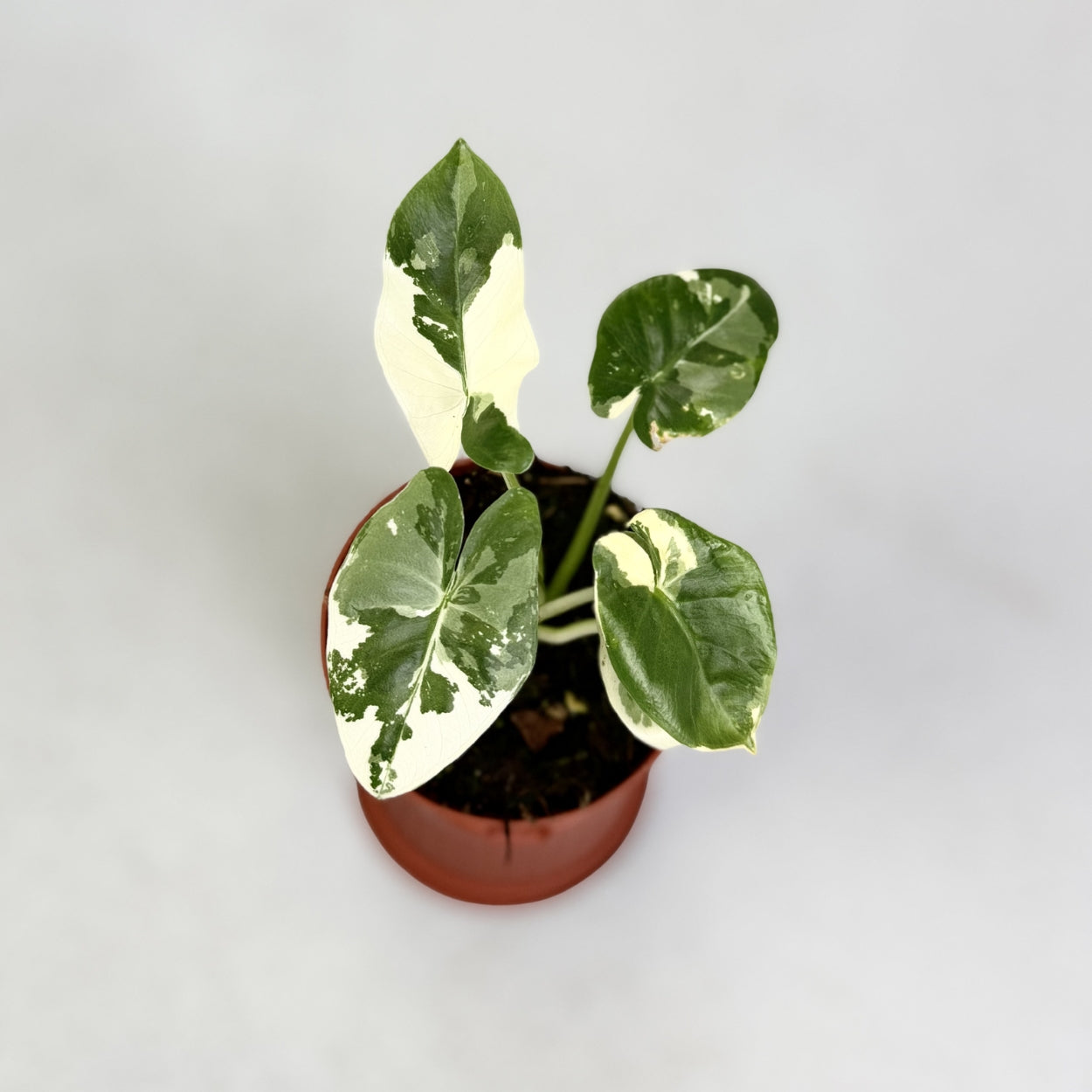 Alocasia Macrorrhiza Albo Variegata