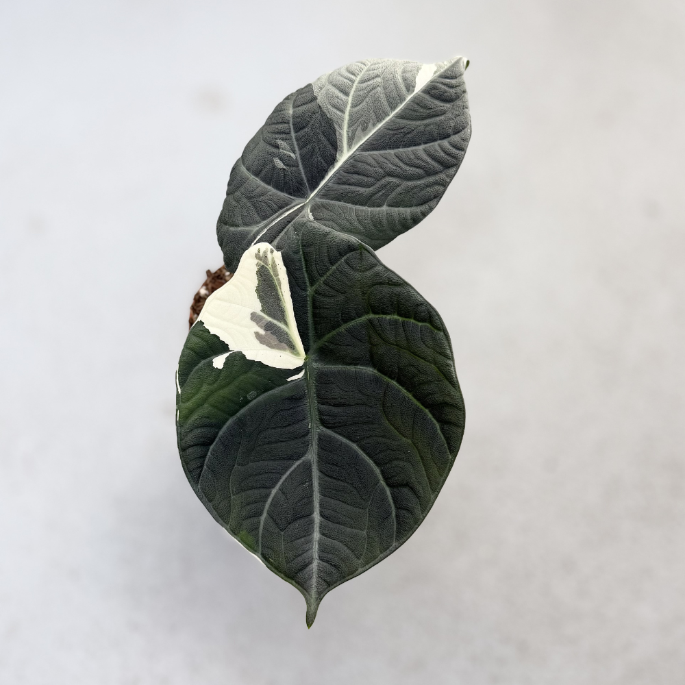 Alocasia Maharani Albo Variegata