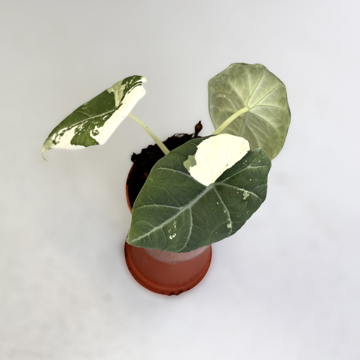 Alocasia Maharani Albo Variegata - Downtown Plant Club