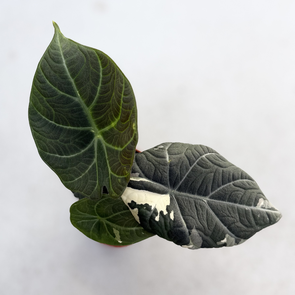 Alocasia Maharani Albo Variegata - Downtown Plant Club