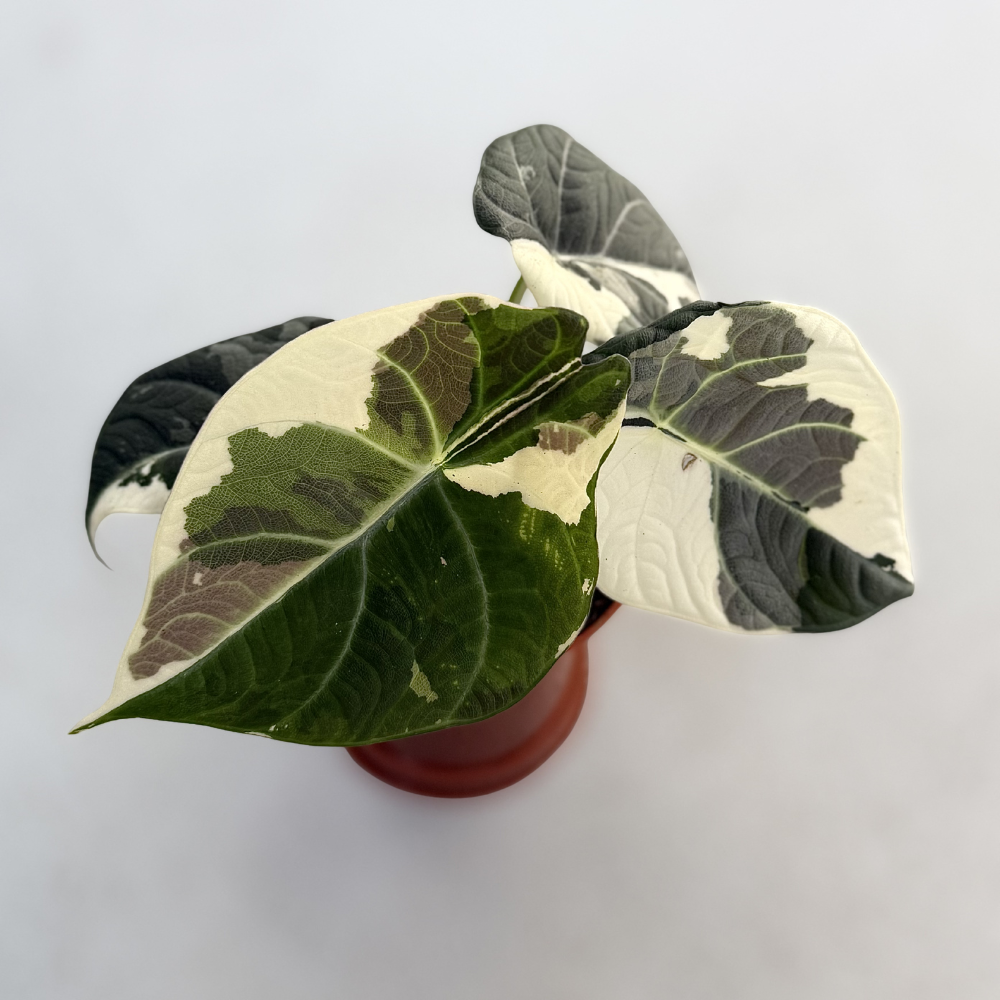 Alocasia Maharani Albo Variegata - Downtown Plant Club